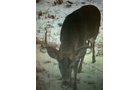 Photo from Trail Cam on the Property - 74.45 Acres Offered in 3 Tracts - 55+/- Tillable Acres Per FSA